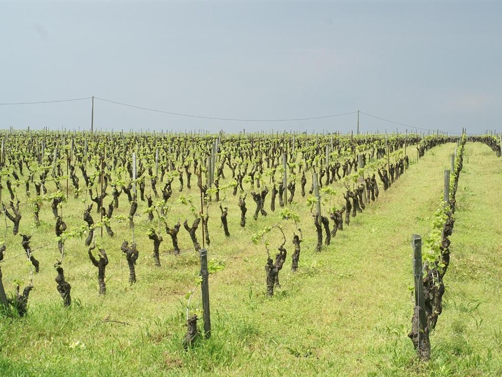 Chateau De La Galissonniere Le Pallet Kültér fotó